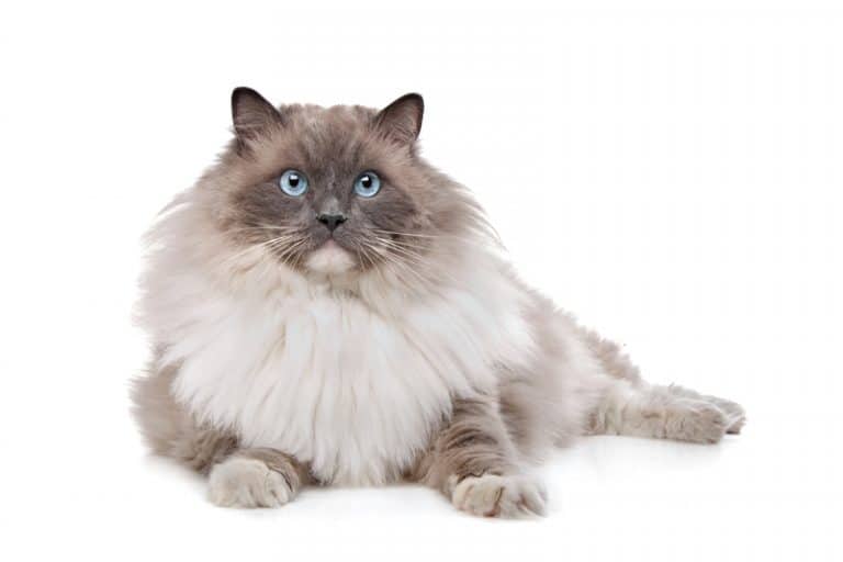 10 Cute Cat Breeds That Will Melt Your Heart (With Pictures)