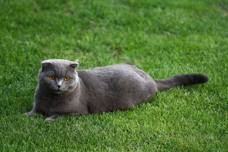Scottish fold cat breed