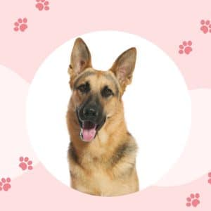 What to Expect from a German Shepherd Gestation?
