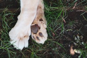 Dog Paw Washers: All You Need to Know