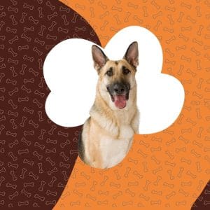 Best Dog Foods for German Shepherds to Ensure Great Health and Fitness