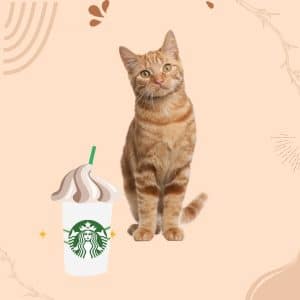 Can Cats Have Whipped Cream From Starbucks?
