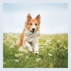 How Much Exercise Do Border Collies Need?
