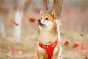 6 Things You Did Not Know About Japanese Dog Breeds