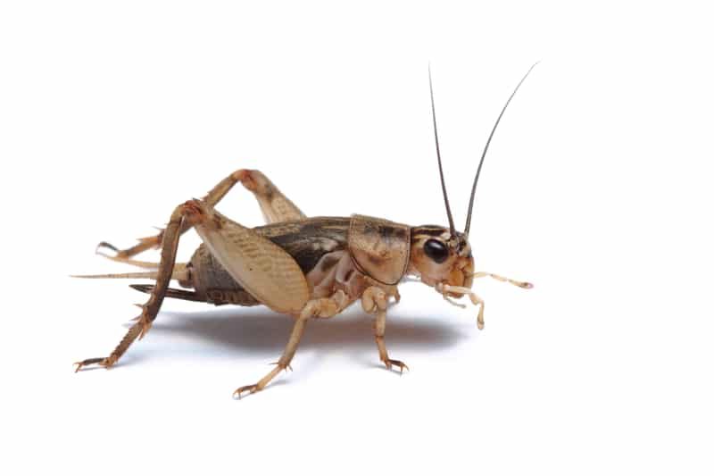 A Beginner’s Guide to Keeping Your Own Pet Cricket