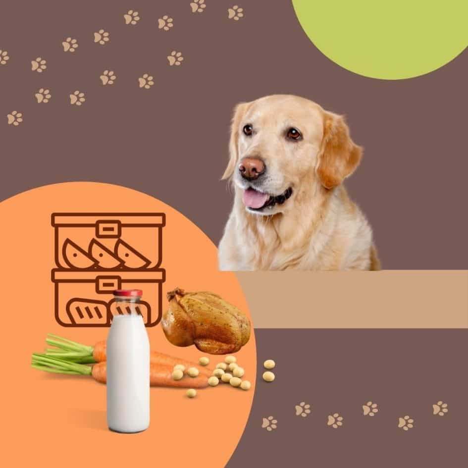 10 Amazing Dog Food Storage Ideas