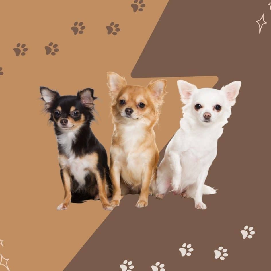 Best Bark Collars for Chihuahuas to Train Your Dog