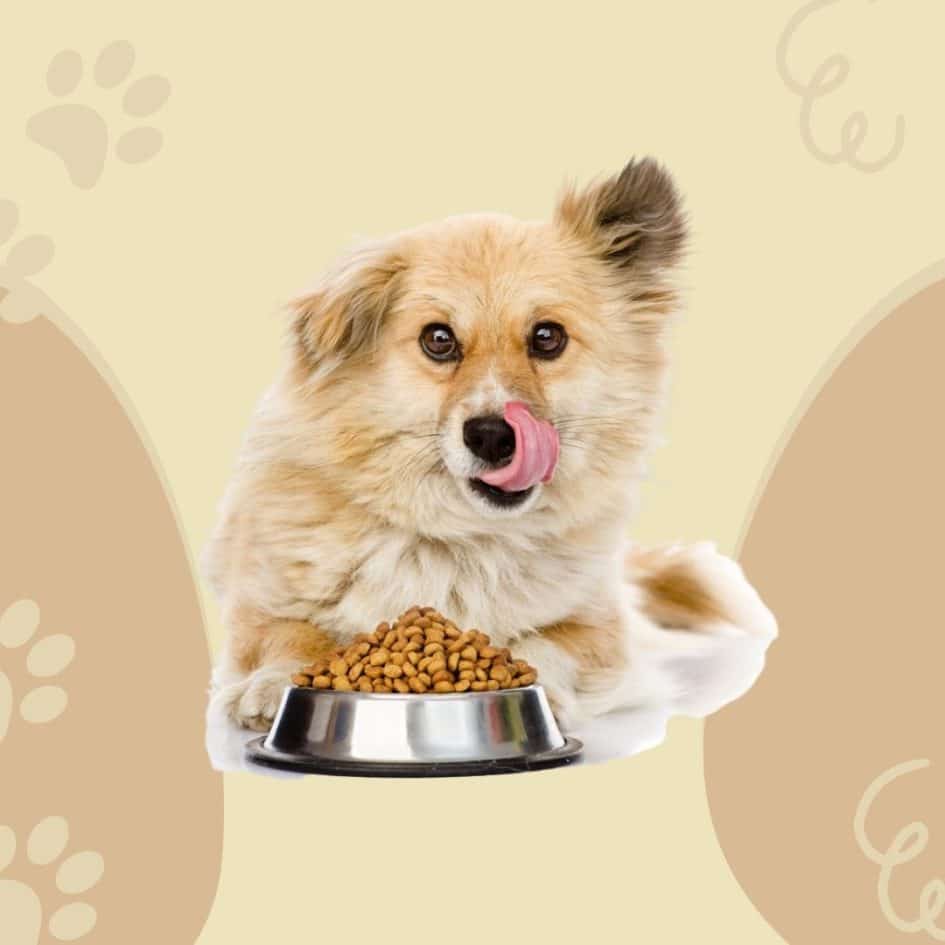 Best Raw Food Recipes For Dogs