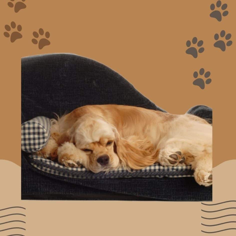 Dog Calm Bed – Getting Your Pup to Sleep and Stay Asleep