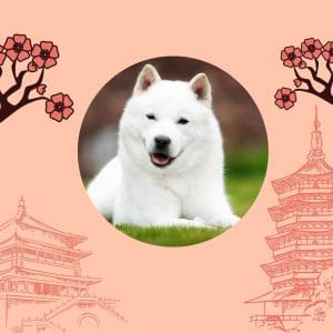 Japanese Dog Breeds FAQs