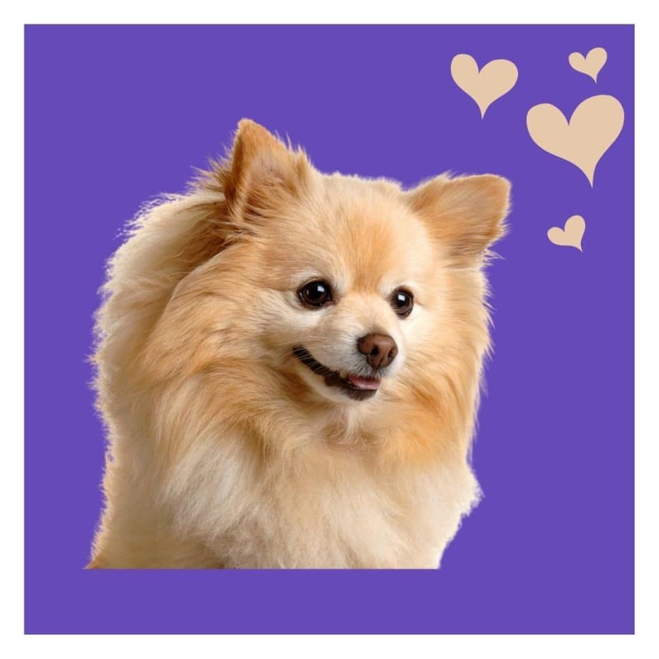 Are Pomeranians Easy to Train? A Complete Guide