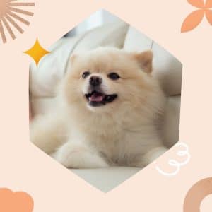 Are Pomeranians Good Dogs? 11 Tips To Help You Choose