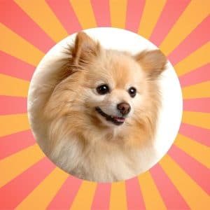 Are Pomeranians Smart? | Full Guide on Pomeranian Personalities