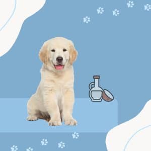 Coconut Oil for Dog Shedding: Is it a Myth or a Magic Cure?