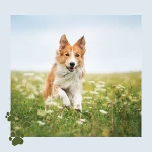 10 Tips for Dog Agility Training