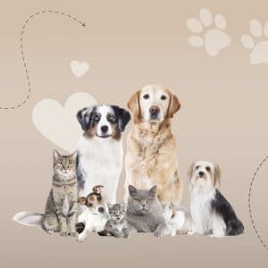 8 Dog Breeds That Get Along Really Well With Cats