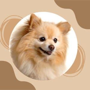 Are Pomeranians Good with Kids?