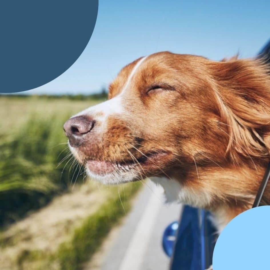 Travel with Dogs: How to Prevent Anxiety and Motion Sickness