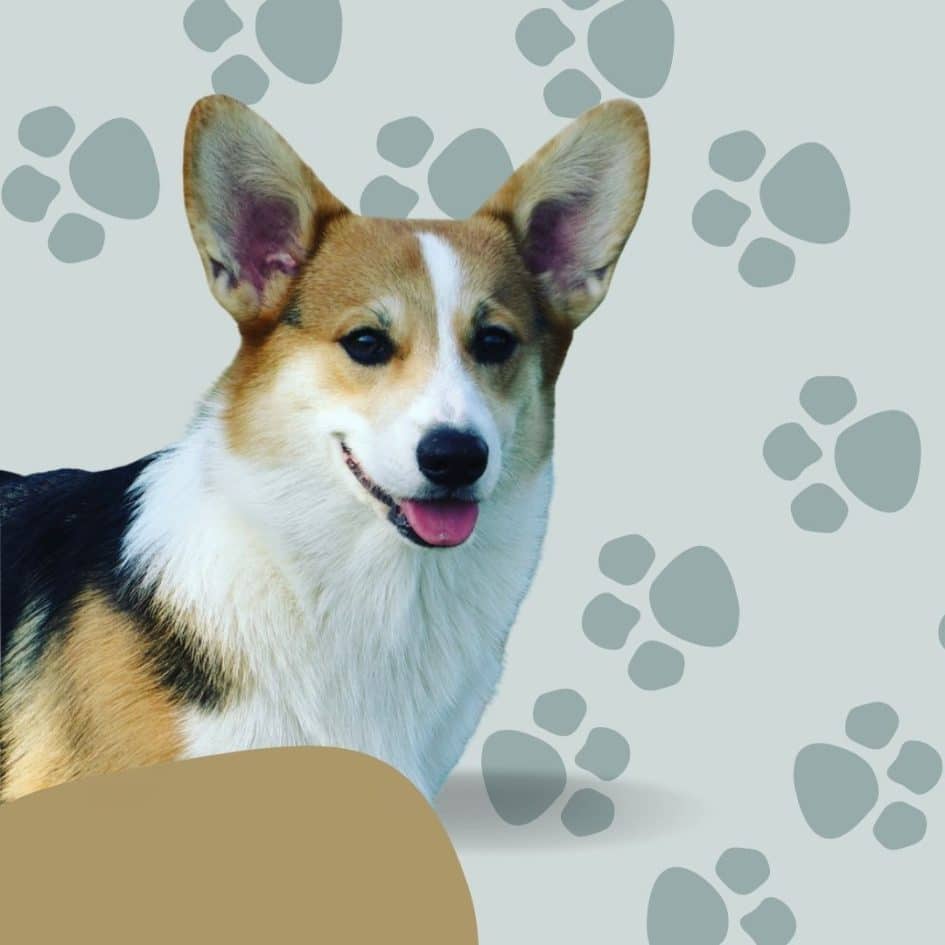 Are Corgis Hypoallergenic? Things You Need To Know?