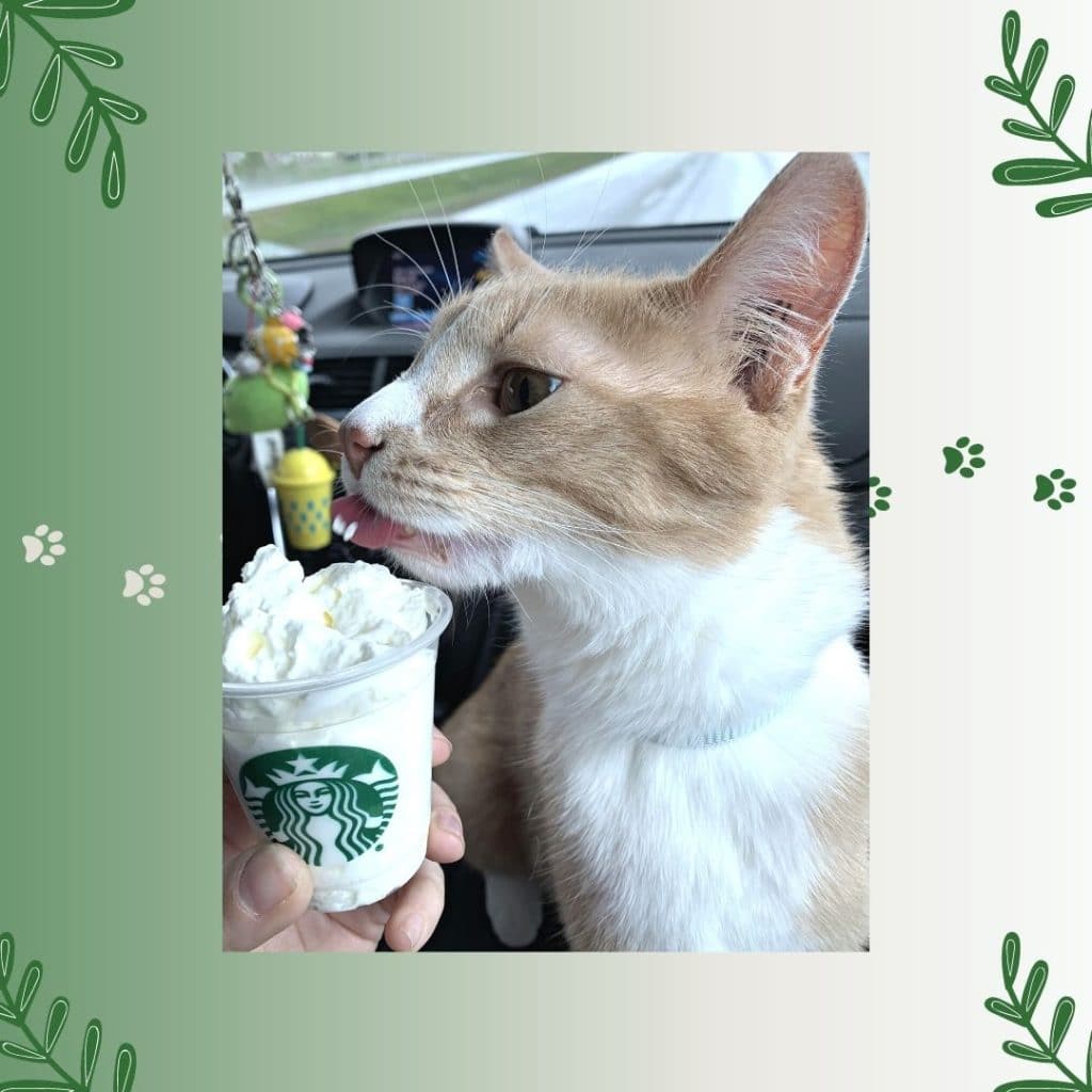 Can Cats Have Pup Cups From Starbucks?