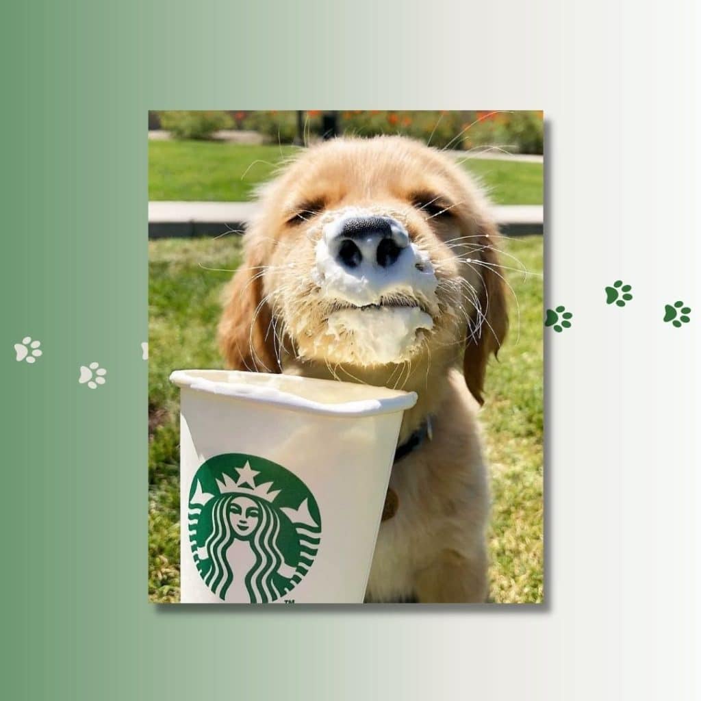 Can Puppies Drink Puppuccino?
