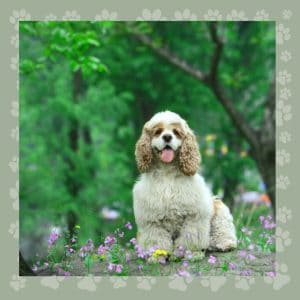 Cocker Spaniel Shedding – How To Deal With It?
