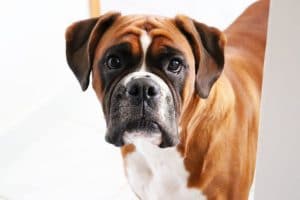 How long do Boxers Live? Factors their Lifespan Depends on