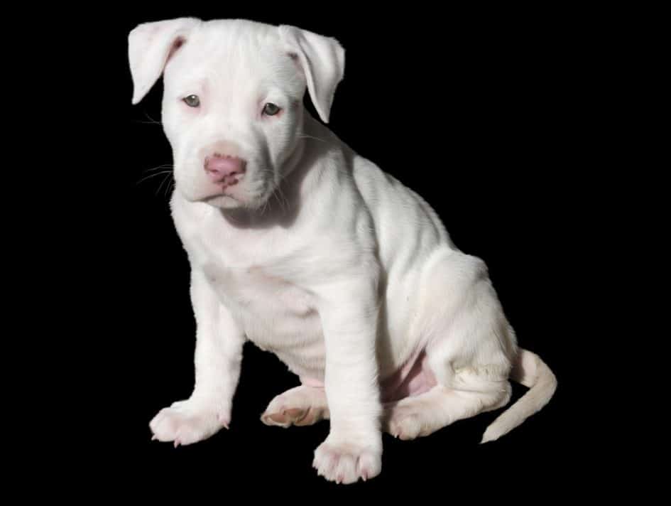 The Truth about White Pitbulls: A Complete Guide