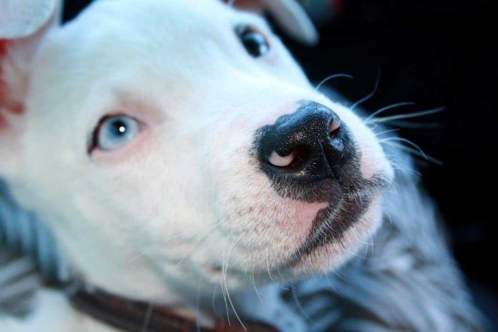 White pitbull with blue eyes