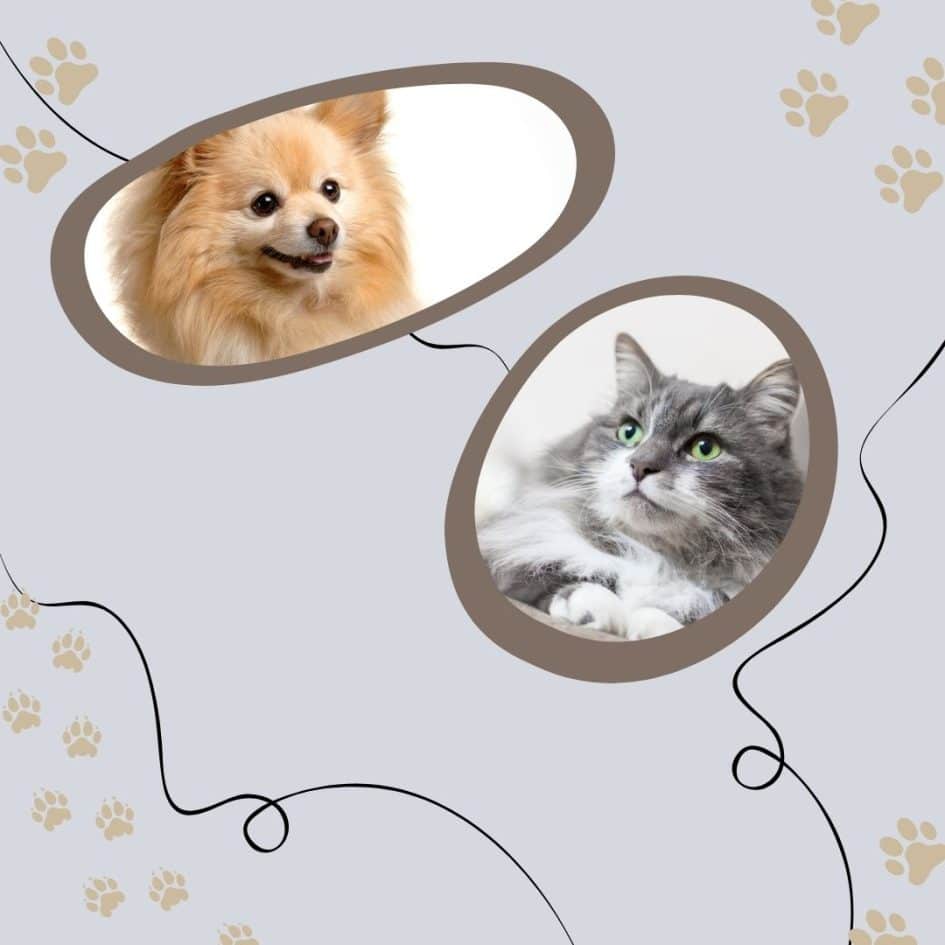 Are Pomeranians Good with Cats