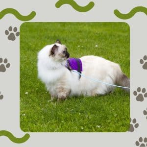 A Guide to Training Your Cat to Walk on a Leash