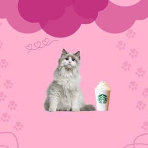 Puppuccino For Cats: Guide to Creating Cat-Friendly Drink