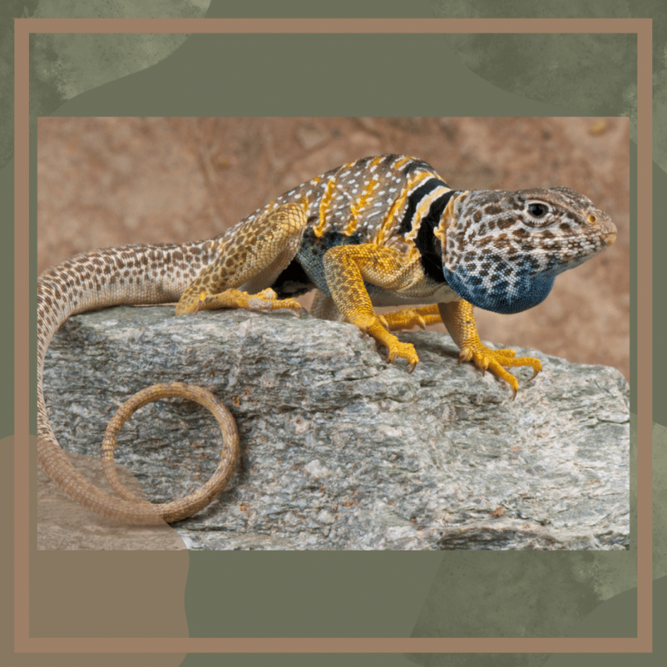 What are the Dietary Needs of the Most Popular Pet Lizards?