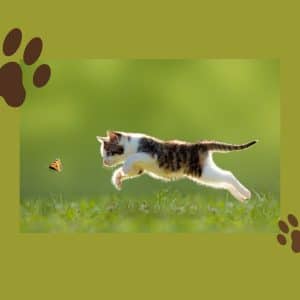 Understanding More about Your Cat’s Outdoor Hunting Habits