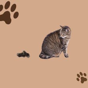 Important Tips to Control Excessive Shedding in Cats