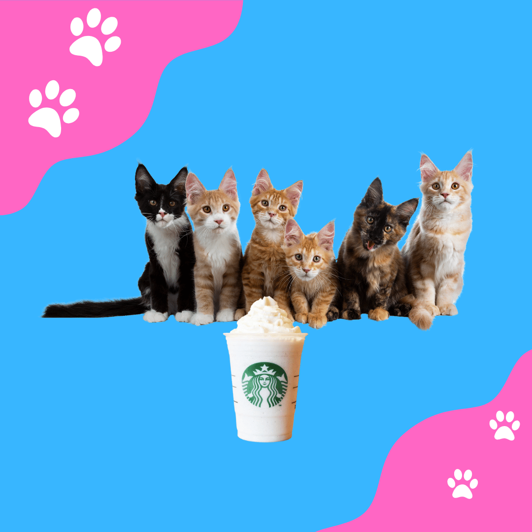 Can cats have Pup Cups and Puppucino for Cats